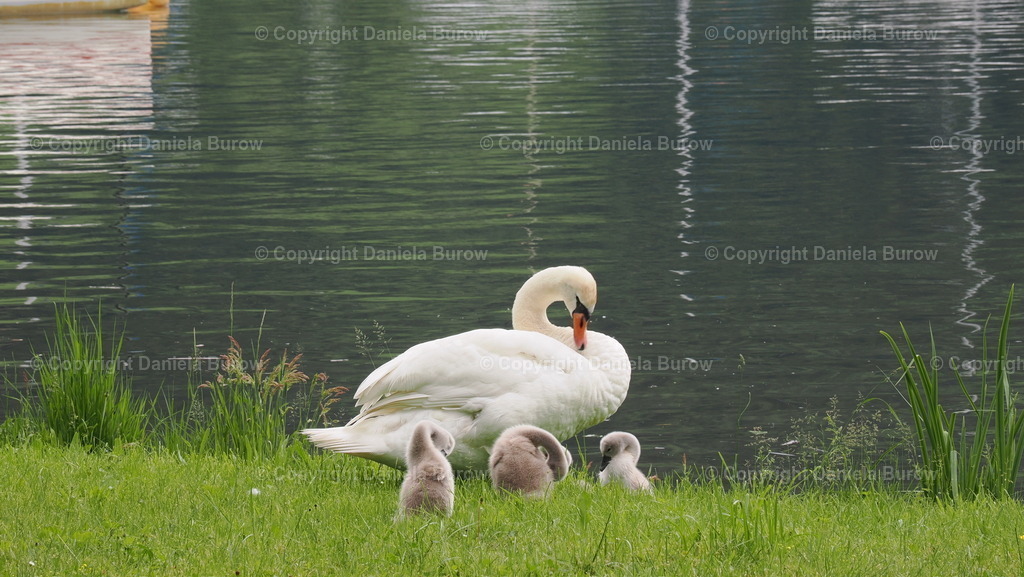 Familie Schwan | danielaburow - Realisiert mit Pictrs.com