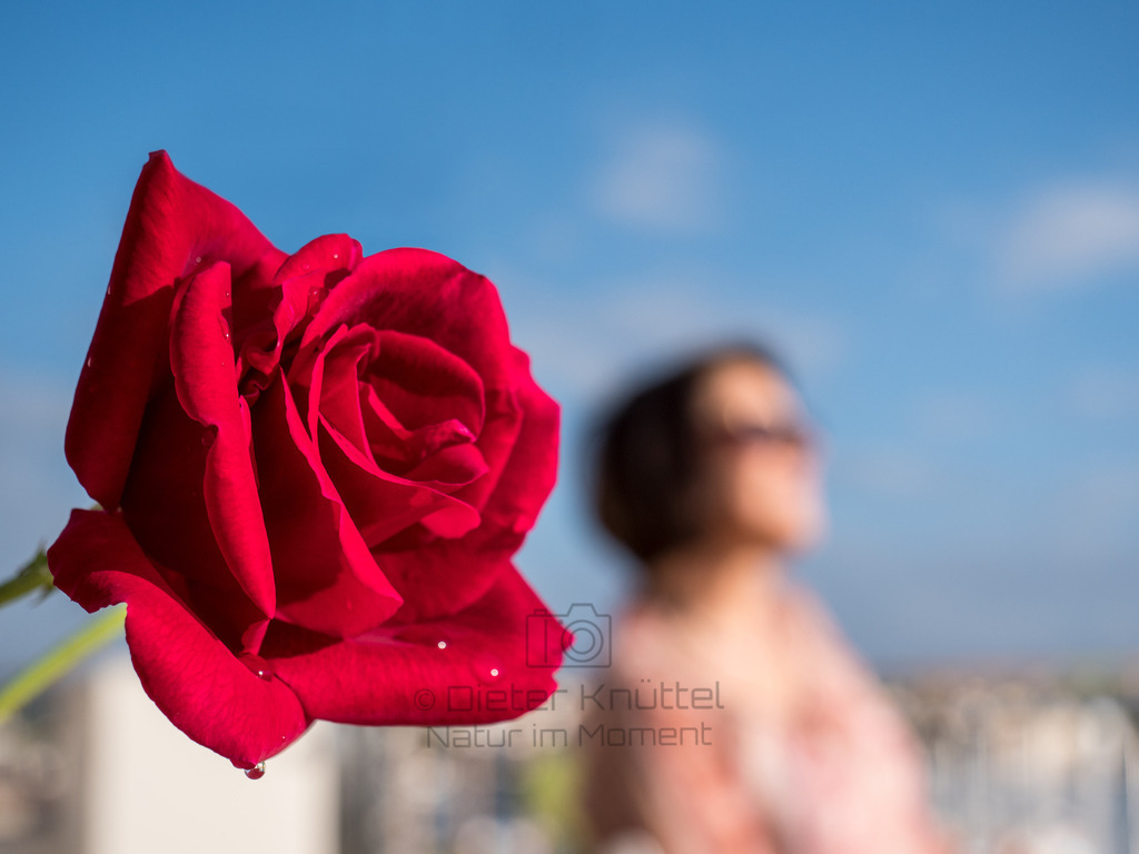 P1177622-Bearbeitet-2017-LR | Natur im Moment - Realisiert mit Pictrs.com