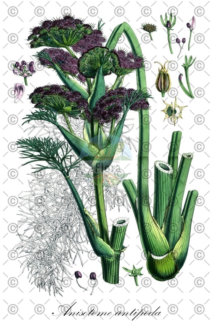 HistAbb_WJK_1_ENZY_Simple | Historische Abbildung von Anisotome antipoda - Apiaceae | Historical Illustration of Anisotome antipoda - Apiaceae