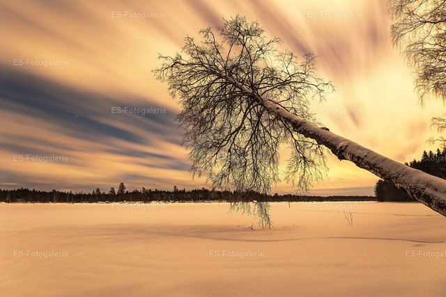Einsamer Baum am See — Lappland