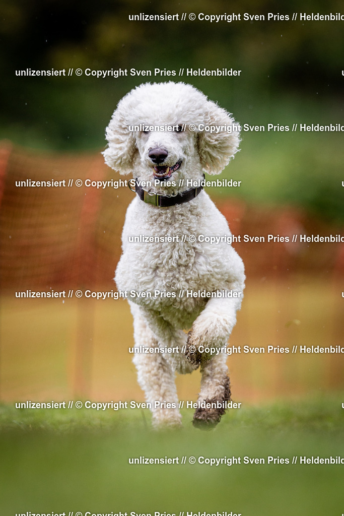 Sven Pries | 2024-04-21 - Hunderennen Baden-Oos
Foto: Sven Pries - Realisiert mit Pictrs.com