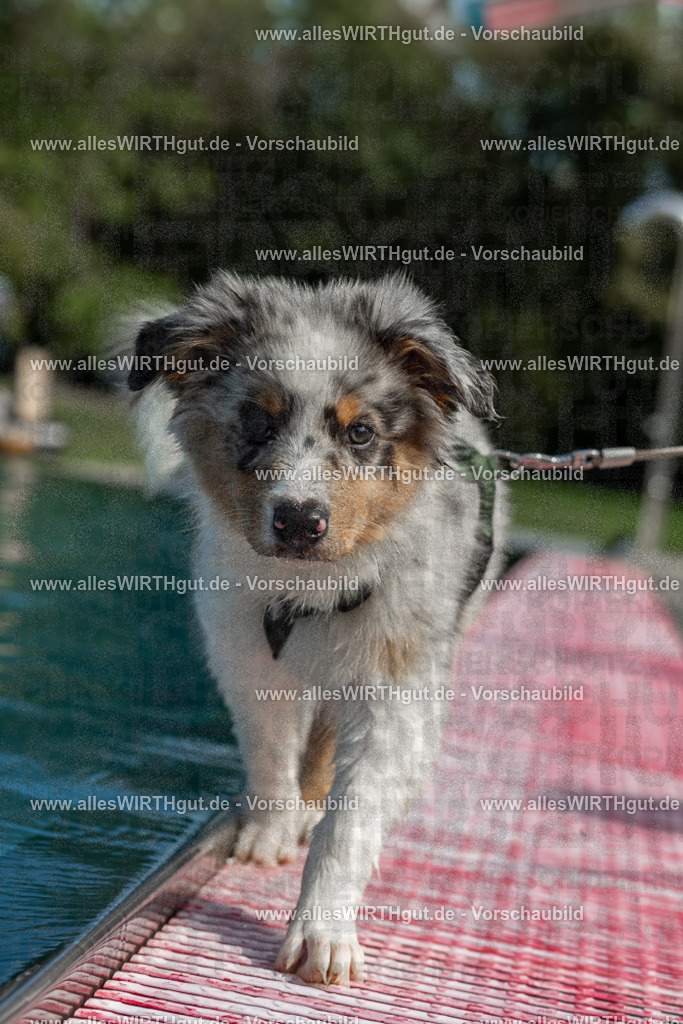 Hundeschwimmen_Volksbad_2026-allesWIRTHgut_Tierfotografie-2609061459-7R501266 | Professionelle Tierfotografie in Mönchengladbach von Daniel Wirth (allesWIRTHgut). Liebevolle & natürliche Bilder von Hunden & Katzen für unvergessliche Erinnerungen.