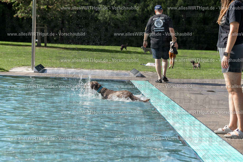 Hundeschwimmen_Volksbad_2026-allesWIRTHgut_Tierfotografie-2609061532-FAY07258 | Professionelle Tierfotografie in Mönchengladbach von Daniel Wirth (allesWIRTHgut). Liebevolle & natürliche Bilder von Hunden & Katzen für unvergessliche Erinnerungen.