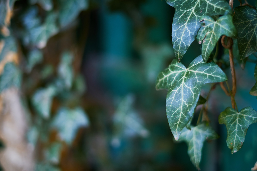 Efeu am Tor | Wien, Austria - November 06, 2020: Efeu am Tor. - Realisiert mit Pictrs.com