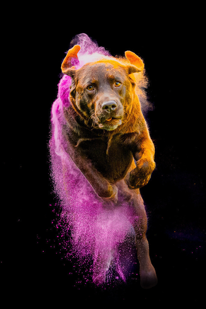 allesWIRTHgut Tierfotografie - 7IV02868-Bearbeitet | Professionelle Tierfotografie in Mönchengladbach von Daniel Wirth (allesWIRTHgut). Liebevolle & natürliche Bilder von Hunden & Katzen für unvergessliche Erinnerungen.