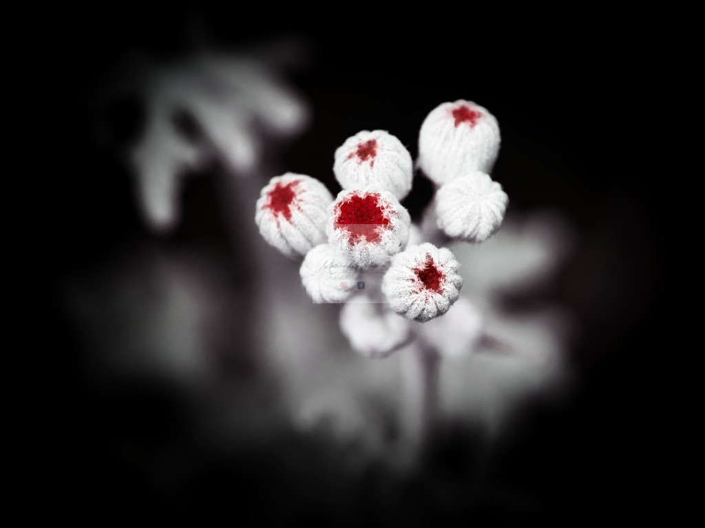 Makro - floral (76) | Buche Fotoshootings und entdecke hochwertige Fotoprodukte bei Mathias Ku Photos. Personalisiert, kreativ & mit Liebe zum Detail. Jetzt informieren! - Realisiert mit Pictrs.com