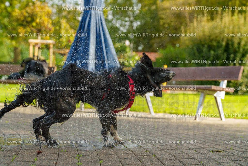 Hundeschwimmen_Grefrath_2026-allesWIRTHgut_Tierfotografie-09_52-7R502546 | Professionelle Tierfotografie in Mönchengladbach von Daniel Wirth (allesWIRTHgut). Liebevolle & natürliche Bilder von Hunden & Katzen für unvergessliche Erinnerungen.