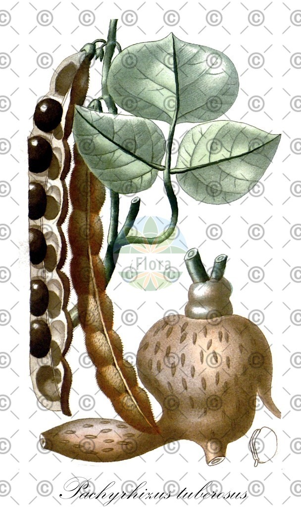 HistAbb_wfo-0000393200_1_ENZY_Simple | Historische Abbildung von Pachyrhizus tuberosus - Fabaceae | Historical Illustration of Pachyrhizus tuberosus - Fabaceae