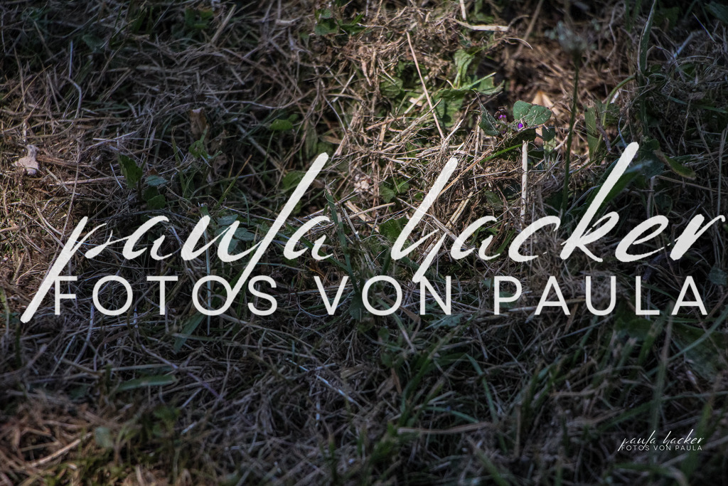 IMG_1013 | Erleben Sie dynamische Sport- und emotionale Tierfotografie in Süddeutschland mit Fotos von Paula. Spezialisiert auf Pferde- und Hundefotografie sowie Sportevents. Kontaktieren Sie mich für einzigartige und ausdrucksstarke Bilder Ihrer besonderen Momente. - Realisiert mit Pictrs.com