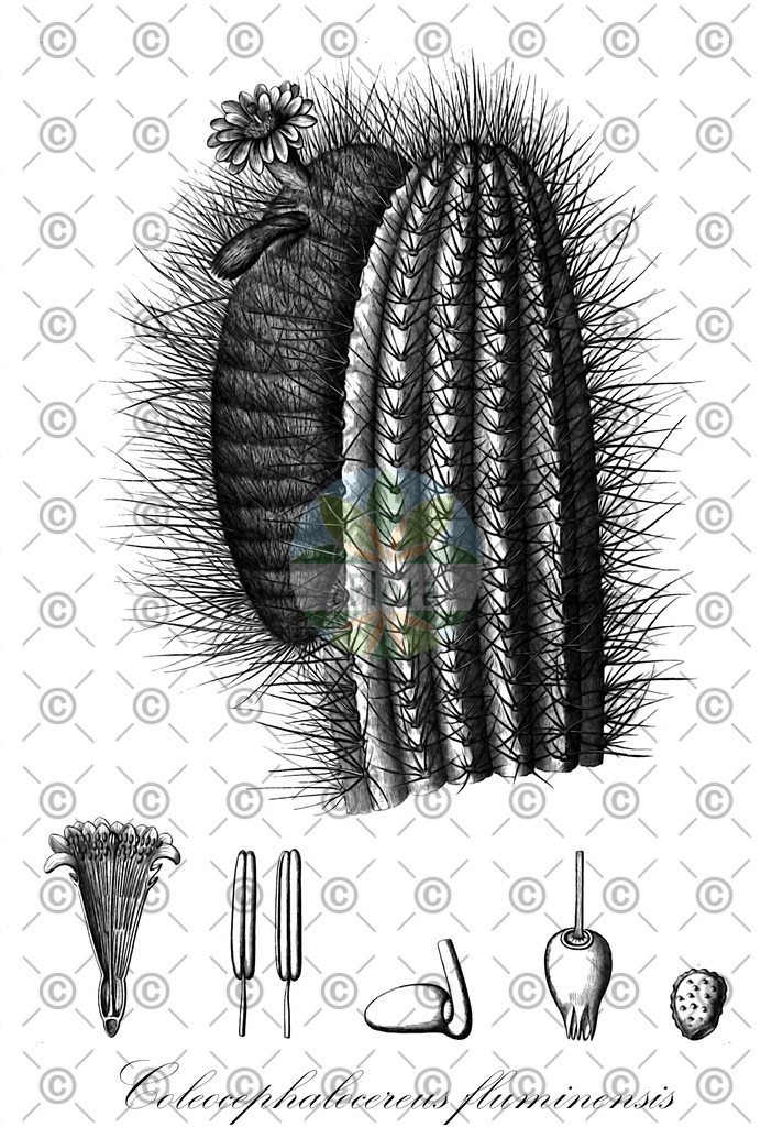 HistAbb_3S7D_1_ENZY_Simple | Historische Abbildung von Coleocephalocereus fluminensis - Cactaceae | Historical Illustration of Coleocephalocereus fluminensis - Cactaceae