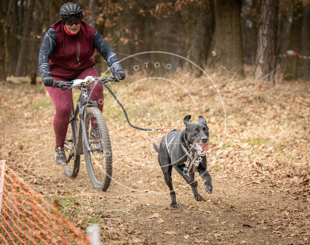 Pfotenfotografie_DV3A3368 | Hundefotografie, Tierfotograf, Pfotenfotografie, Fotoshooting Hund, Hunde Portrait, Hundesport, Hundeportraits, Heideshooting, Hunde, Sportfotograf, Hundefotograf, Turnierhundsport, THS,  - Realisiert mit Pictrs.com
