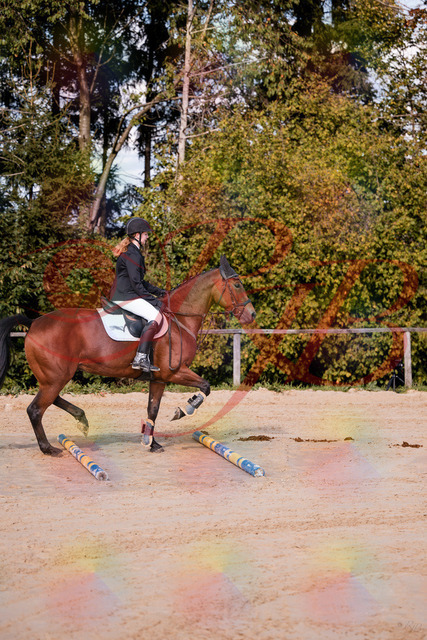 2026_10_03_Siefer-Hof_143437_Z81_02522329 | Professionelle Reitsport-, Turnier- und Eventfotografie von Robert Broda. Galerien mit ausgewählten und bearbeiteten Bildern direkt online ansehen und bestellen.