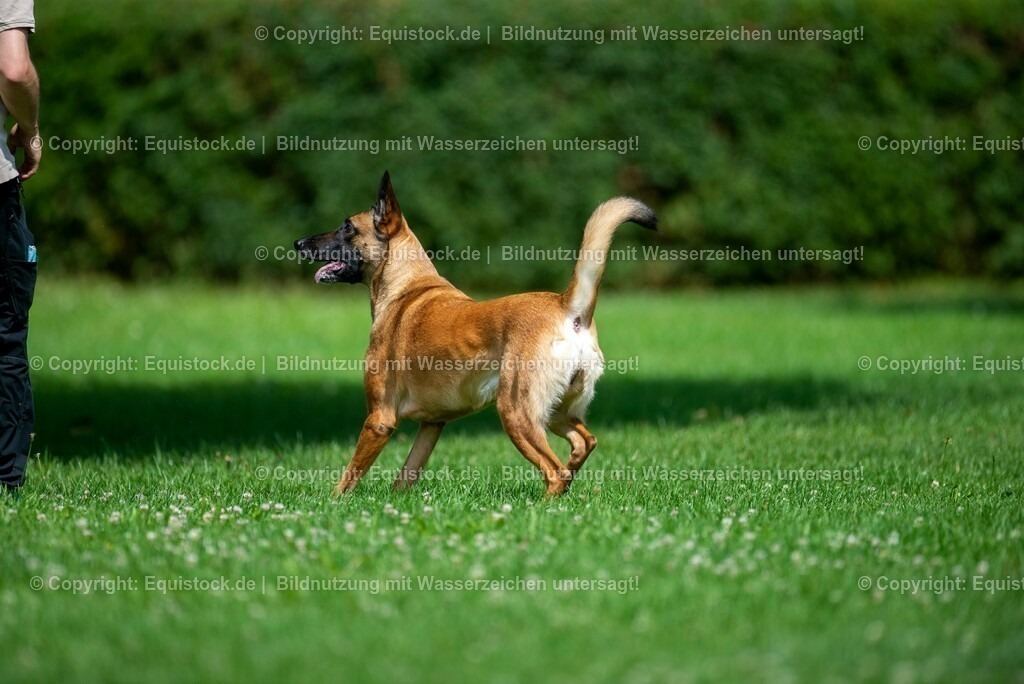 20210728_Schutzhund-in-Bewegung_0009 | Foto: Thomas Hartig
