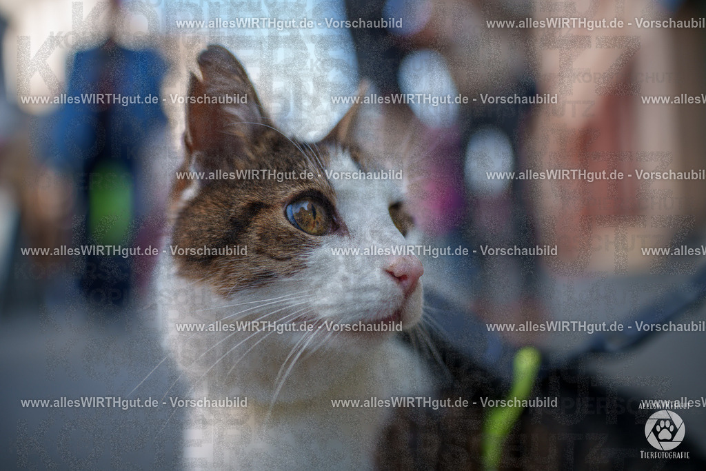 Pfötchenmarkt Nettetal-Lobberich 2026 - Nettetal-Tag - Daniel Wirth - www.allesWIRTHgut.de - @allesWIRTHgut_Tierfotografie 7R508197 | Professionelle Tierfotografie in Mönchengladbach von Daniel Wirth (allesWIRTHgut). Liebevolle & natürliche Bilder von Hunden & Katzen für unvergessliche Erinnerungen.