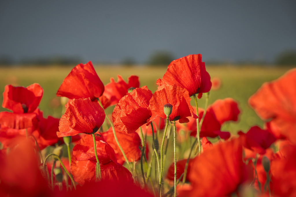 Mohnblüte | Entdecken Sie hochwertige Fotoprodukte für Ihr Zuhause, Büro oder als besonderes Geschenk.rpixel.de bietet Ihnen exklusive Fotografien aus den Bereichen Natur, Landschaft und Motiven vom Meer.Einfach direkt im Online-Shop bestellen. - Realisiert mit Pictrs.com