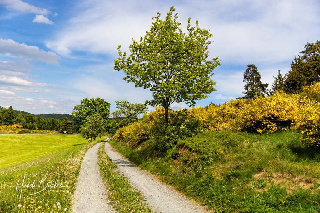 Westfeld und Umgebung 029 | Bilder und Impressionen zu jeder Jahreszeit aus dem Sauerland im Naturpark Sauerland-Rothaargebirge - Realisiert mit Pictrs.com