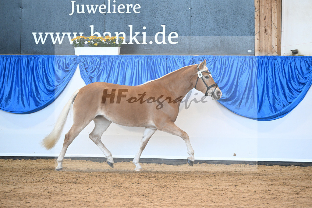 Bl. Band Kat-Nr. 5 Malu v. Bugatti_Schwarz_48241090 | hf-fotografie - Realisiert mit Pictrs.com