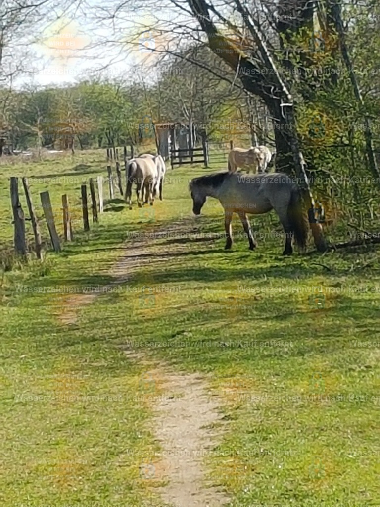 20220421_103258 | Fotoseite Wolkenblende - Das Hobby fotografieren begleitet mich schon  viele  Jahre. Auf den nächsten Seiten zeige ich ein paar Schnappschüsse der letzten Jahre und es kommen immer neue hinzu. Schau einfach mal rein. - Realisiert mit Pictrs.com