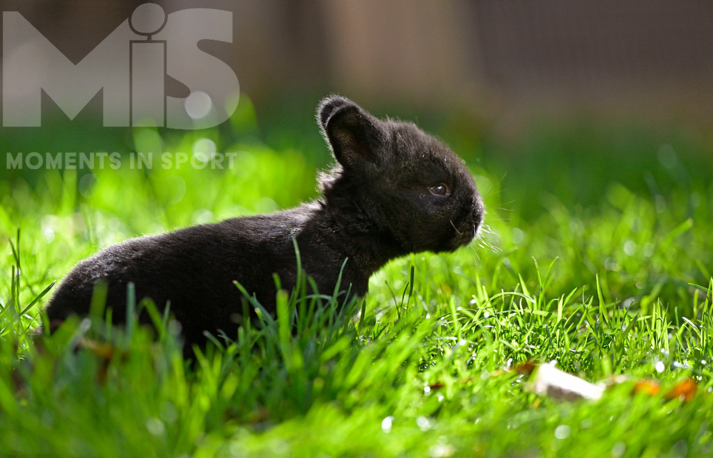 mis_061017_bf_78.JPG | 17.09.2022,  In einem Garten in Bad Wörishofen im Unterallgäu: Ein Hase als Haustier, kleines 2 Wochen altes Häschen sitzt im Gras. - Realisiert mit Pictrs.com