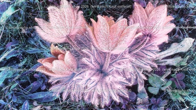 titusgraphy_IMG_20170409_084655-hdh-ln_pe_pe-07 | titusgraphy-shop: Geschenkideen mit Qualitätsfotos. titusgraphy-shop: gift ideas with quality photos. titusgraphy-shop: idées cadeaux avec photos de qualité.  - Realisiert mit Pictrs.com