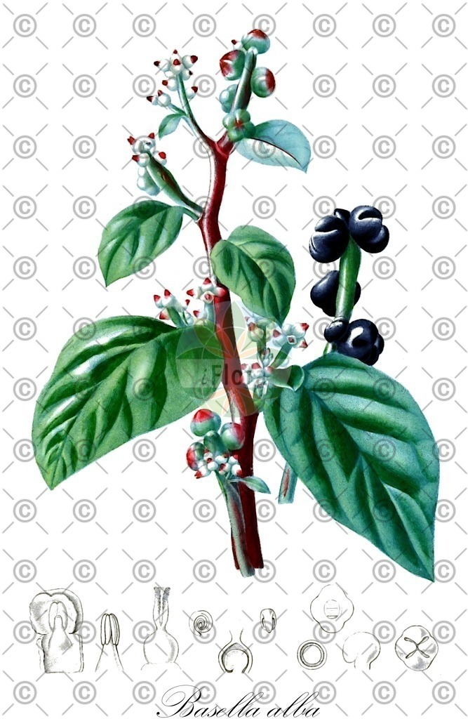 HistAbb_wfo-1000048310_1_ENZY_Simple | Historische Abbildung von Basella alba - Basellaceae (Malabarspinat) | Historical Illustration of Basella alba - Basellaceae