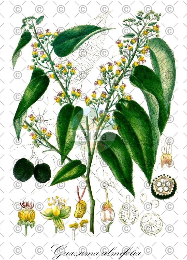 HistAbb_wfo-0000976249_1_ENZY_Simple | Historische Abbildung von Guazuma ulmifolia - Malvaceae | Historical Illustration of Guazuma ulmifolia - Malvaceae