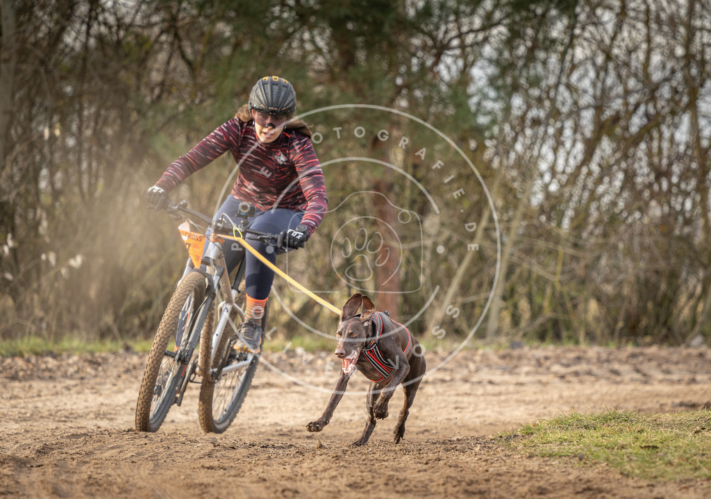Pfotenfotografie_DV3A7986 | Hundefotografie, Tierfotograf, Pfotenfotografie, Fotoshooting Hund, Hunde Portrait, Hundesport, Hundeportraits, Heideshooting, Hunde, Sportfotograf, Hundefotograf, Turnierhundsport, THS,  - Realisiert mit Pictrs.com