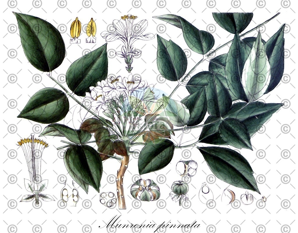 HistAbb_wfo-0001100480_1_ENZY_Simple | Historische Abbildung von Munronia pinnata - Meliaceae | Historical Illustration of Munronia pinnata - Meliaceae