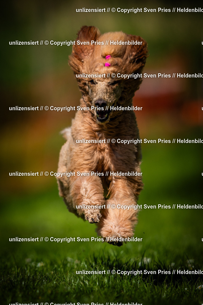 Sven Pries | 2025-04-13 - Hunderennen Baden-Baden - Realisiert mit Pictrs.com