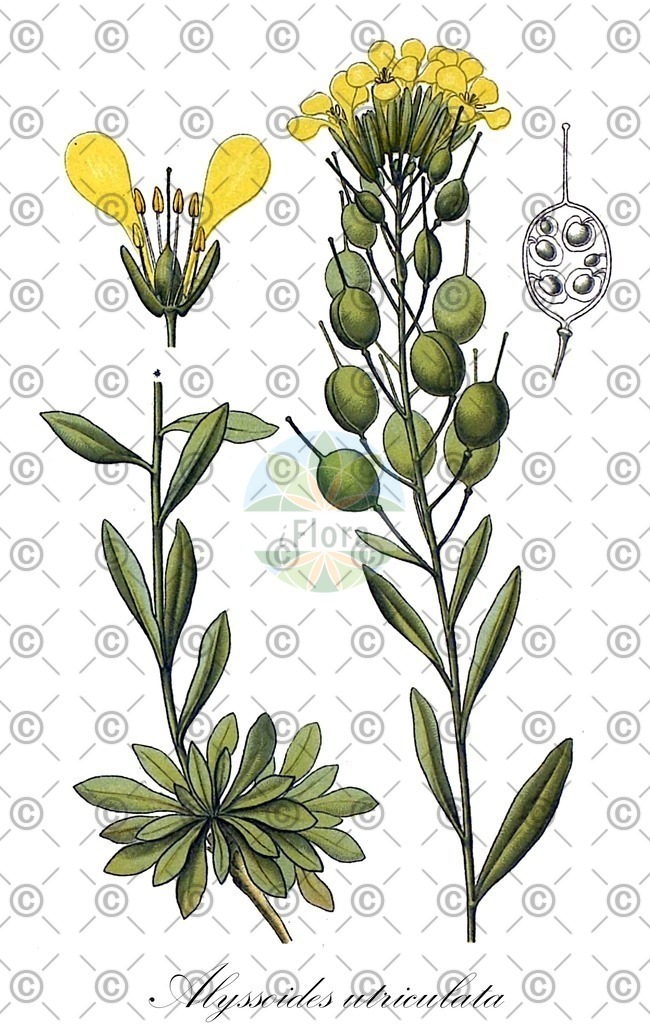 HistAbb_wfo-0000529181_1_ENZY_Simple | Historische Abbildung von Alyssoides utriculata - Brassicaceae | Historical Illustration of Alyssoides utriculata - Brassicaceae