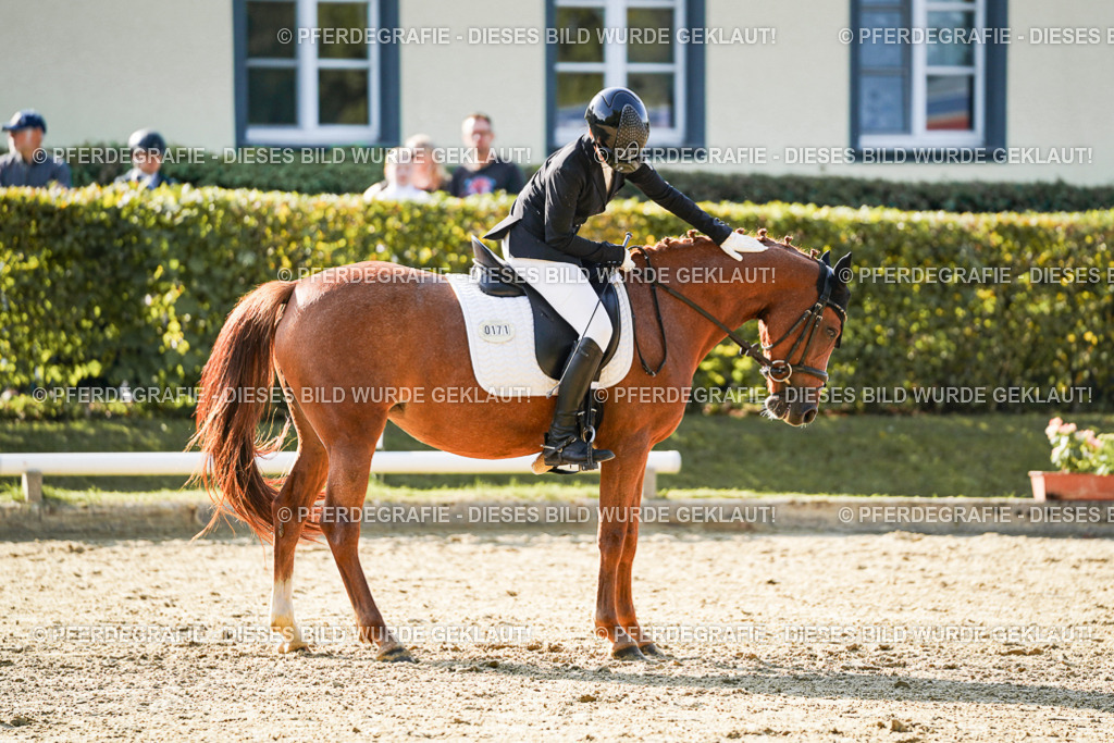 DSC06187 | Pferdegrafie