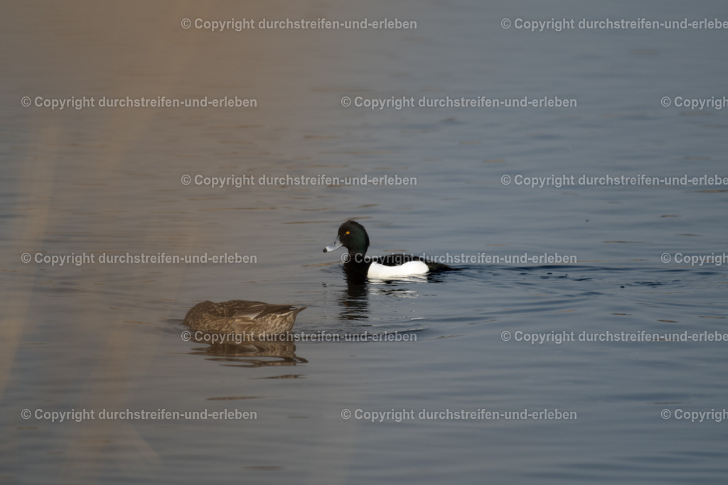 Reiherente. | Die Reiherente (Aythya fuligula) ist eine kleine, gesellige Tauchente (40–47 cm) mit einem markanten Federschopf am Hinterkopf und gelben Augen. Erpel sind schwarz-weiß, Weibchen dunkelbraun. Sie sind tag- und nachtaktive Taucher, die bis zu 7 Meter tief nach Muscheln, Schnecken und Pflanzen suchen. Sie brüten in dichter Ufervegetation. Der namensgebende Schopf erinnert an einen Reiher. Der Schnabel ist blaugrau mit einer schwarzen Spitze. Bevorzugt stehende oder langsam fließende Gewässer wie Seen und Teiche. Hauptsächlich Muscheln, Schnecken, Insektenlarven und Sämereien. Mai bis September. Die Nester werden oft in Kolonien im Schilf angelegt.Bestand: Nicht gefährdet, eine der häufigsten Tauchenten in Deutschland. Sehr gesellig, oft in großen Schwärmen anzutreffen.  - Realisiert mit Pictrs.com