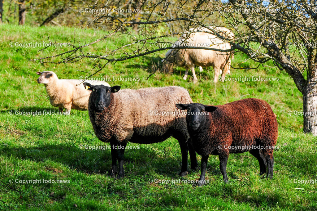 Linz_ Bauernhof_ 11.04.2025-38 | 11.04.2025, LINZ, AUT, Landwirtschaft, Bauernhof, im Bild Schafe, Schaf, Lamm, Bock, Tiere, Nutztiere, Freilandhaltung, Paarhufer