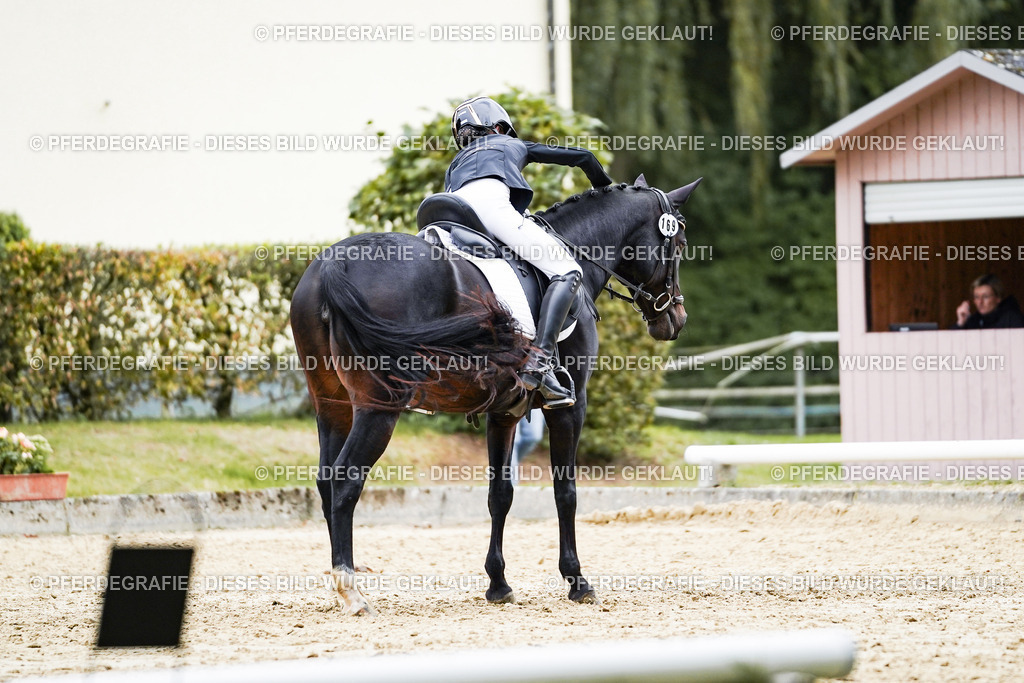 DSC09589 | Pferdegrafie