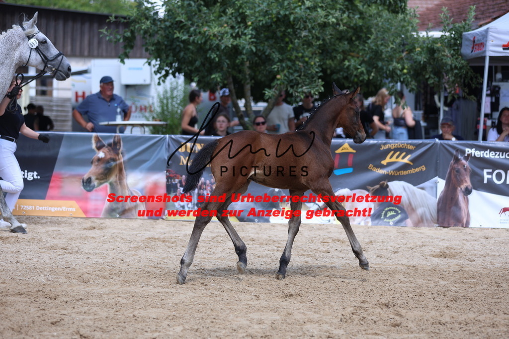 Fohlenschau_Schwäbisch_Hall_springbetonte_Fohlen_KN 23_2 | lmwpictures - Realisiert mit Pictrs.com