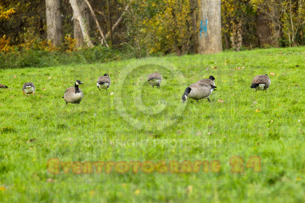 221127_1236_EV4_3730 | Sportfotografie im Rhein-Sieg Kreis, Köln, Bonn, NRW, Rheinland Pfalz, Hessen, etc. Unser Tätigkeitsfeld umfasst den Laufsport vom Volkslauf über den Marathon, Duathlon, Triathon bis zum Ultralauf wie Kölnpfad Ultra oder Schindertrail.