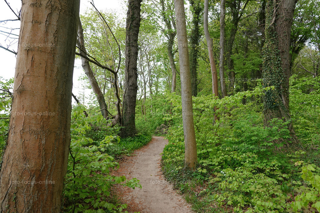 May forest on the coast | May forest on the coast