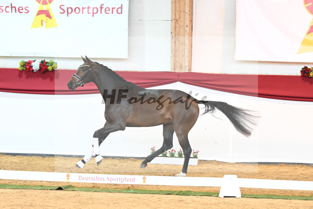 Kat-Nr. 62 Zackerey x Negro_Schep_43231069 | hf-fotografie - Realisiert mit Pictrs.com