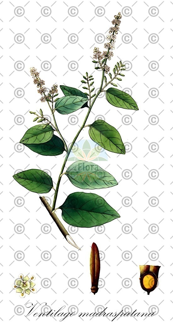HistAbb_6224_1_FLORAD_SIMPLE | Historische Abbildung von Ventilago madraspatana - Rhamnaceae | Historical Illustration of Ventilago madraspatana - Rhamnaceae