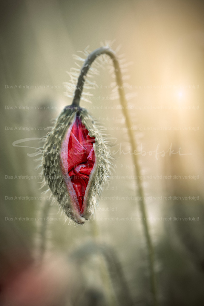 Mohnknospe kurz vor dem Erwachen | Exklusive Naturfotografie für stilvolle Wanddekoration ★ Premium Wandbilder Made in Germany ✔️ FineArt Drucke & Downloads ✔️ Brillante Farben, höchste Qualität & weltweiter Versand ✔️ - Realisiert mit Pictrs.com