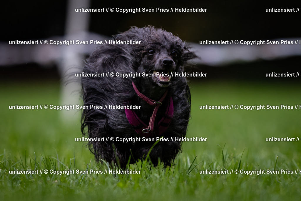 Sven Pries | 2024-10-19 - Hunderennen Ober-Grombach - Realisiert mit Pictrs.com