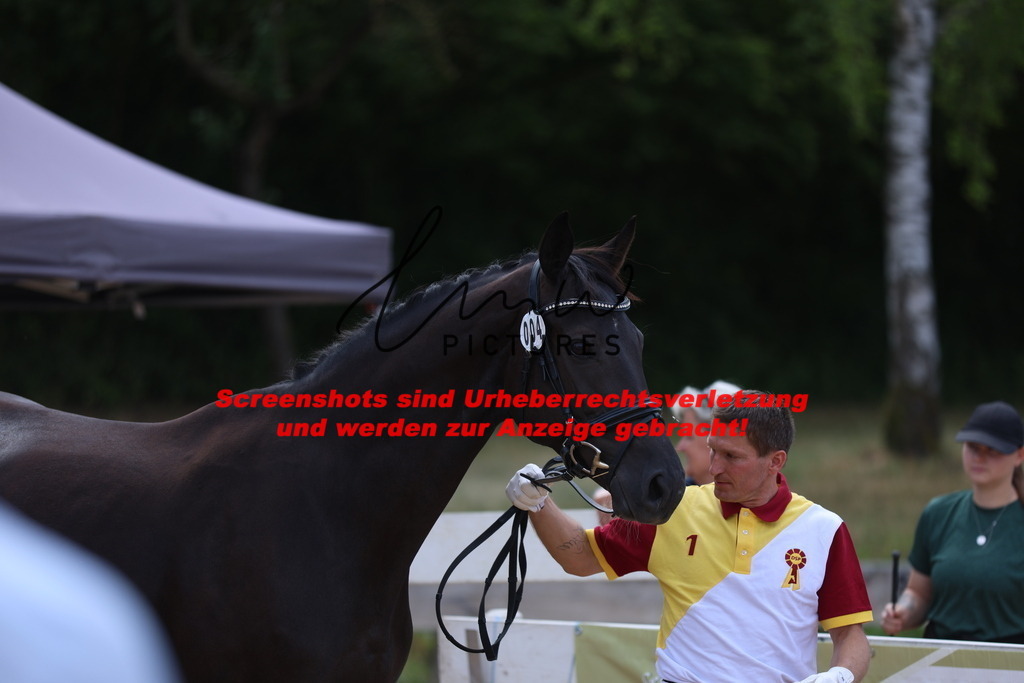 Fohlenschau_Schwäbisch_Hall_dressurbetonte_Fohlen_KN 4_1 | lmwpictures - Realisiert mit Pictrs.com