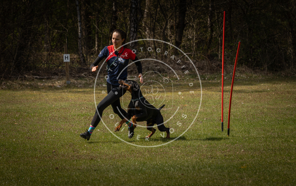 Pfotenfotografie_DV3A4726 | Hundefotografie, Tierfotograf, Pfotenfotografie, Fotoshooting Hund, Hunde Portrait, Hundesport, Hundeportraits, Heideshooting, Hunde, Sportfotograf, Hundefotograf, Turnierhundsport, THS,  - Realisiert mit Pictrs.com