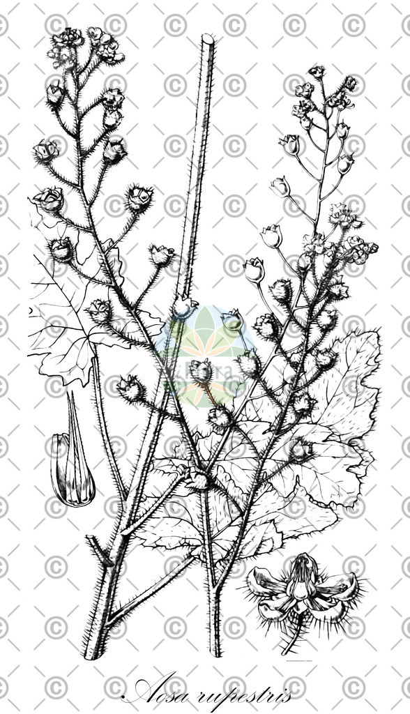 HistAbb_wfo-0001056925_1_ENZY_Simple | Historische Abbildung von Aosa rupestris - Loasaceae | Historical Illustration of Aosa rupestris - Loasaceae