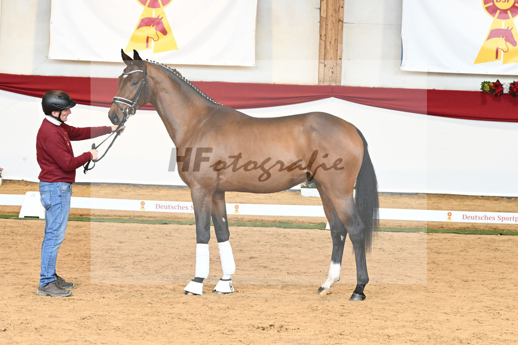 Kat-Nr. 56 Va Pensiero x Desperados_Gestuet Greim_43230797 | hf-fotografie - Realisiert mit Pictrs.com