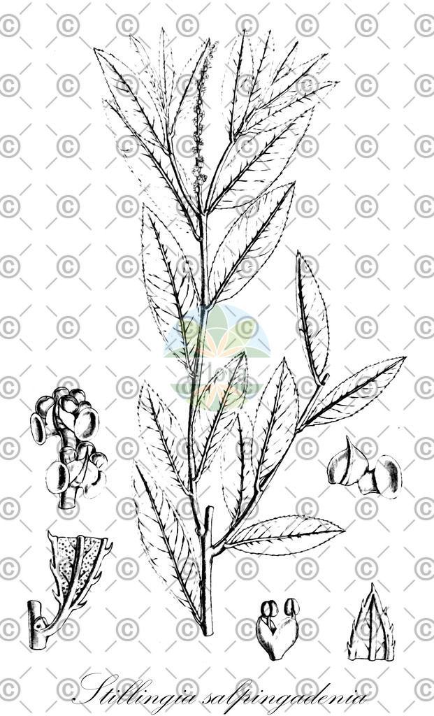 HistAbb_7Q32R_2_ENZY_Simple | Historische Abbildung von Stillingia salpingadenia - Euphorbiaceae | Historical Illustration of Stillingia salpingadenia - Euphorbiaceae
