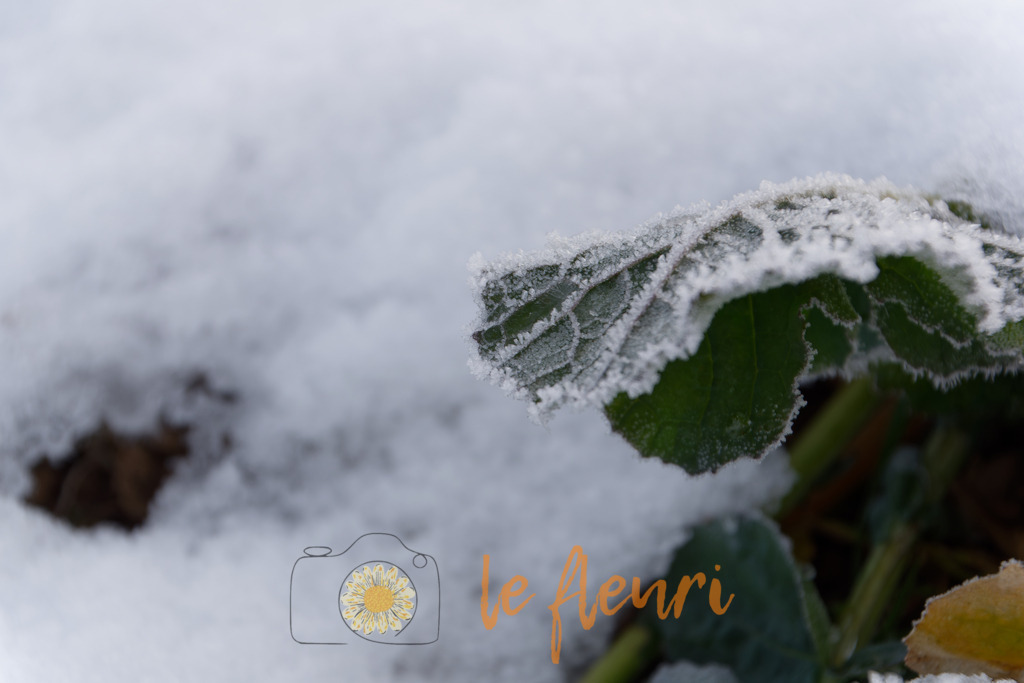 DSC_0254-NEF_DxO_DeepPRIME | Dies ist der Shop von Florian Blum - le fleuri. Langenthal, Bern, SchweizSie können hier meine oder ihre eigenen Fotos als Fotoprodukte kaufen. Tassen, Schlüsselanhänger, Taschen etc. können Sie hier gestalten.  - Realisiert mit Pictrs.com