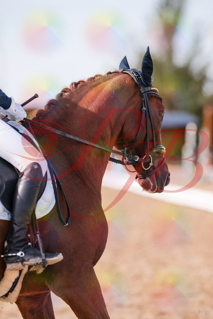 2026_10_03_Siefer-Hof_133131_Z81_85920733 | Professionelle Reitsport-, Turnier- und Eventfotografie von Robert Broda. Galerien mit ausgewählten und bearbeiteten Bildern direkt online ansehen und bestellen.