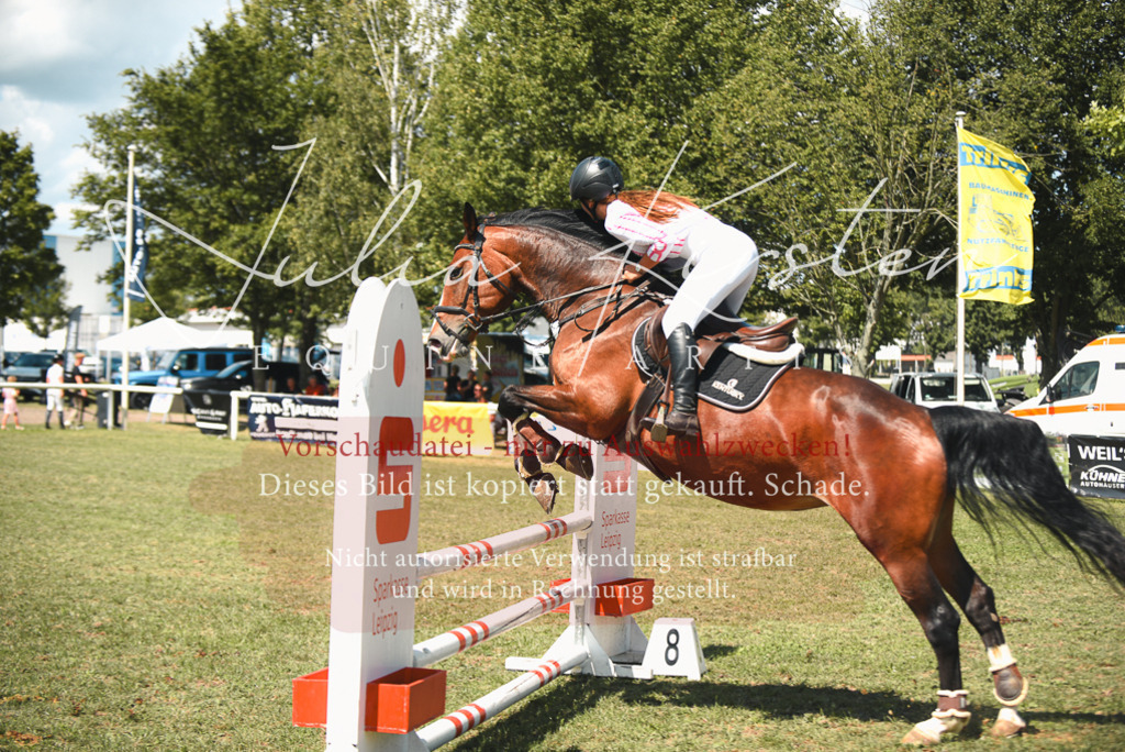 DSC_6565 | Pferde- und Turnierfotografie in Westsachsen. Pferdeportraits, Auftragszeichnungen und intuitive Kunst.