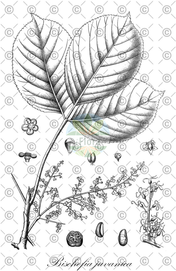 HistAbb_EMP_13799_SRC_Schlechtendal_FLORAD_SIMPLE | Historische Abbildung von Bischofia javanica - Phyllanthaceae | Historical Illustration of Bischofia javanica - Phyllanthaceae